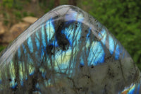 Polished Labradorite Standing Free Forms x 2 From Tulear, Madagascar - Toprock Gemstones and Minerals 