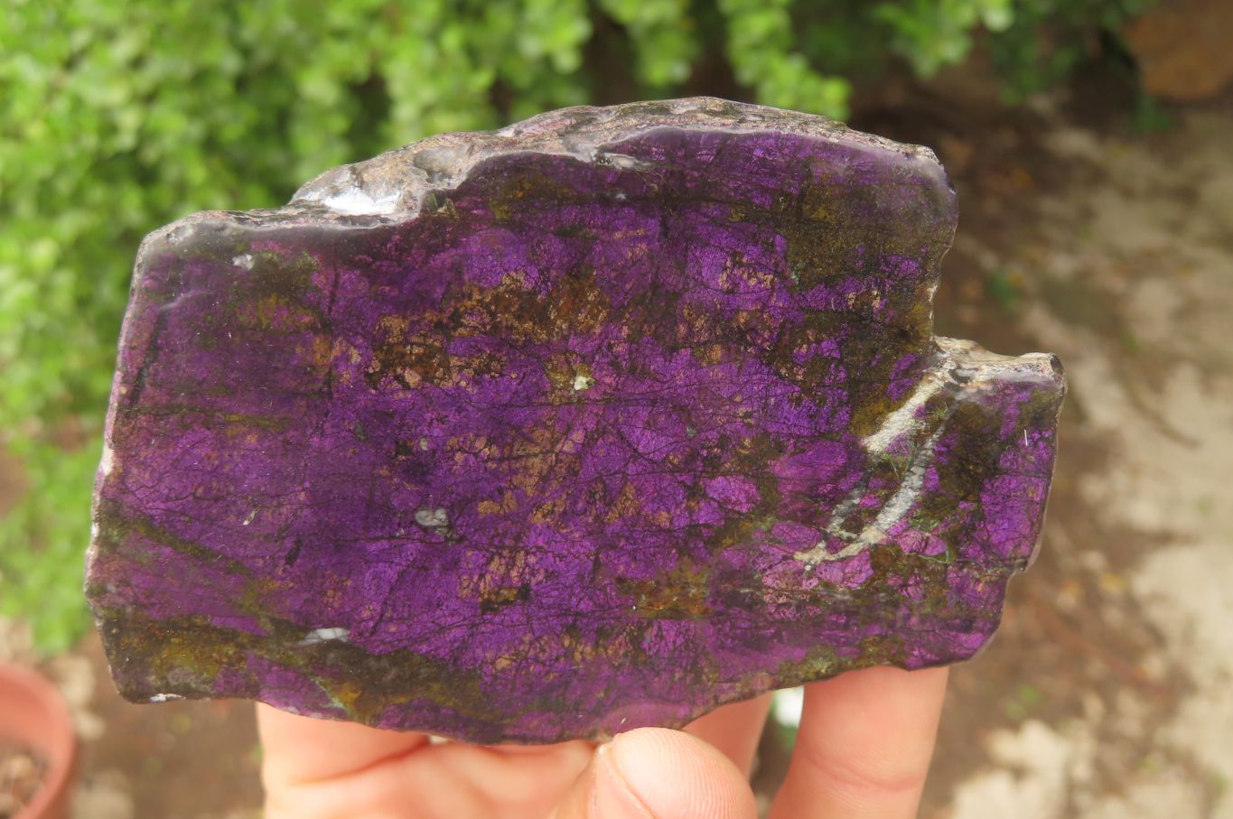 Polished Rare Metallic Purpurite Slices x 4 From Erongo, Namibia - Toprock Gemstones and Minerals 