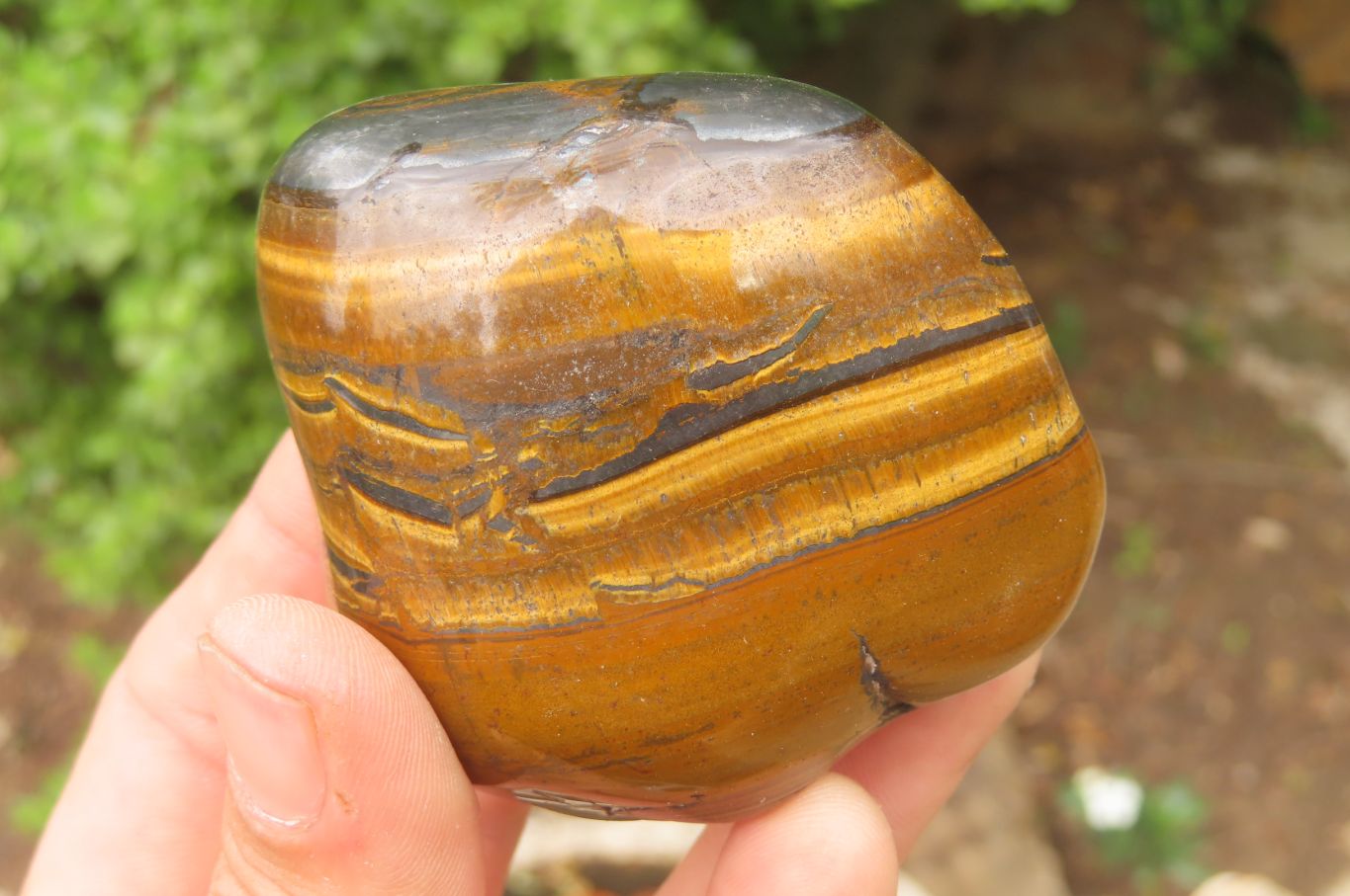Polished Tiger's Eye Free Forms x 6 From Prieska, South Africa - Toprock Gemstones and Minerals 