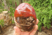 Polished Red Podocarpus Petrified Wood Standing Free Forms x 4 From Madagascar - Toprock Gemstones and Minerals 