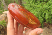 Polished Red Podocarpus Petrified Wood Standing Free Forms x 4 From Madagascar - Toprock Gemstones and Minerals 