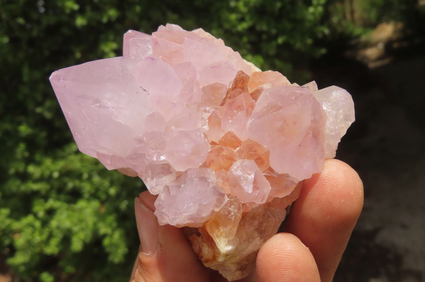 Natural Ametrine Spirit Quartz Clusters x 6 From Boekenhouthoek, South Africa - Toprock Gemstones and Minerals 