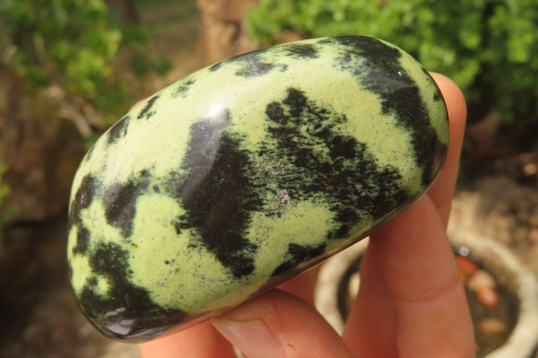 Polished Leopard Stone Free Forms x 6 From Nyanga, Zimbabwe - Toprock Gemstones and Minerals 