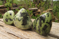 Polished Leopard Stone Free Forms x 6 From Nyanga, Zimbabwe - Toprock Gemstones and Minerals 