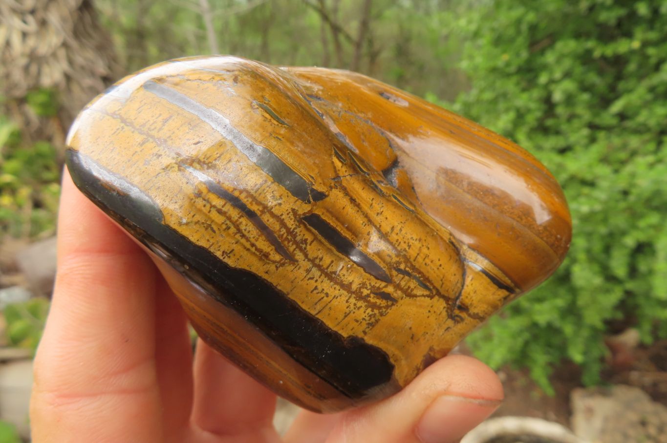 Polished Tiger's Eye Free Forms x 4 From Prieska, South Africa - Toprock Gemstones and Minerals 