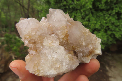Natural Spirit Quartz Clusters x 6 From Boekenhouthoek, South Africa - Toprock Gemstones and Minerals 