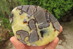 Polished Septerye Slices x 6 From Madagascar - Toprock Gemstones and Minerals 