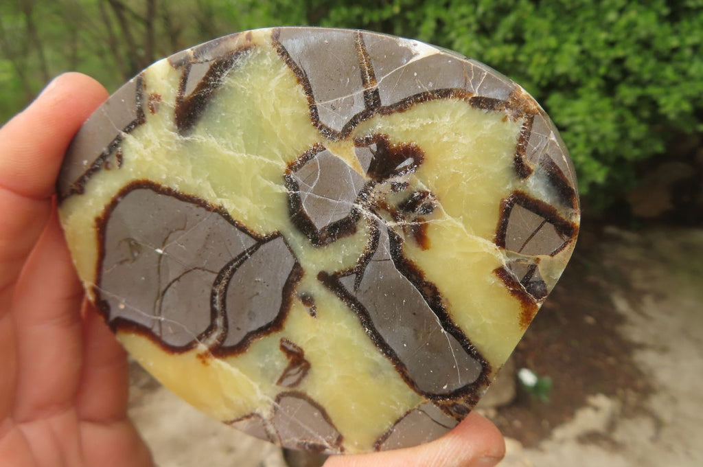 Polished Septerye Slices x 6 From Madagascar - Toprock Gemstones and Minerals 