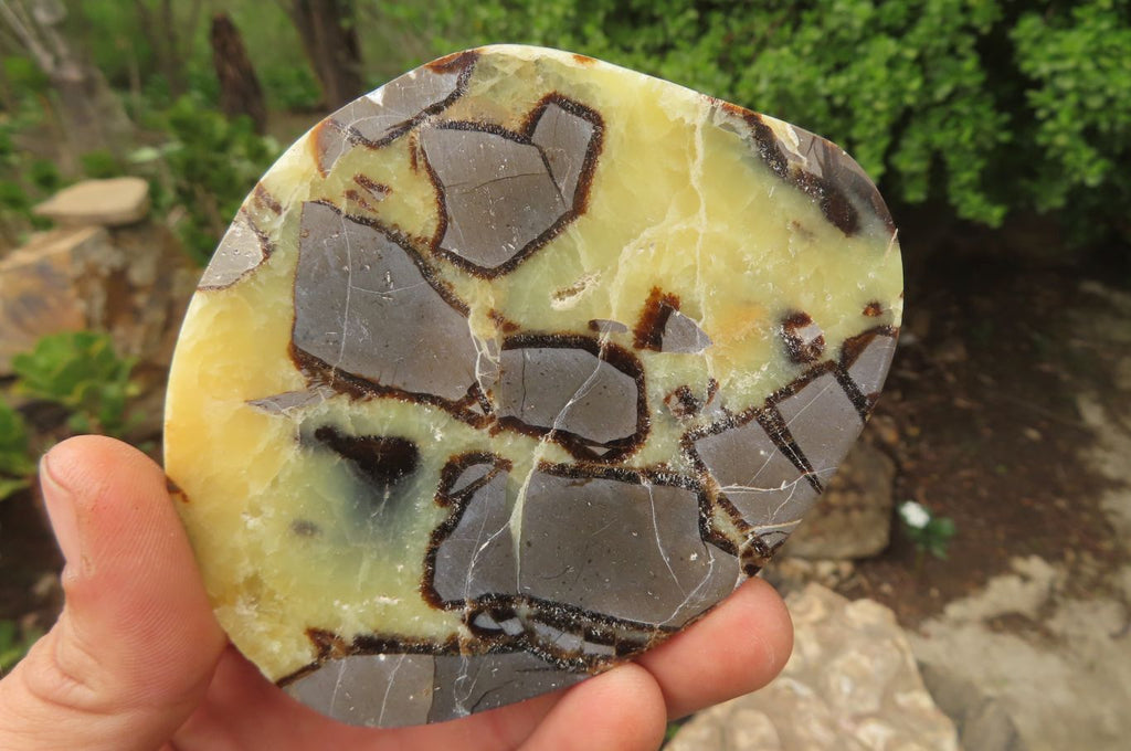 Polished Septerye Slices x 6 From Madagascar - Toprock Gemstones and Minerals 