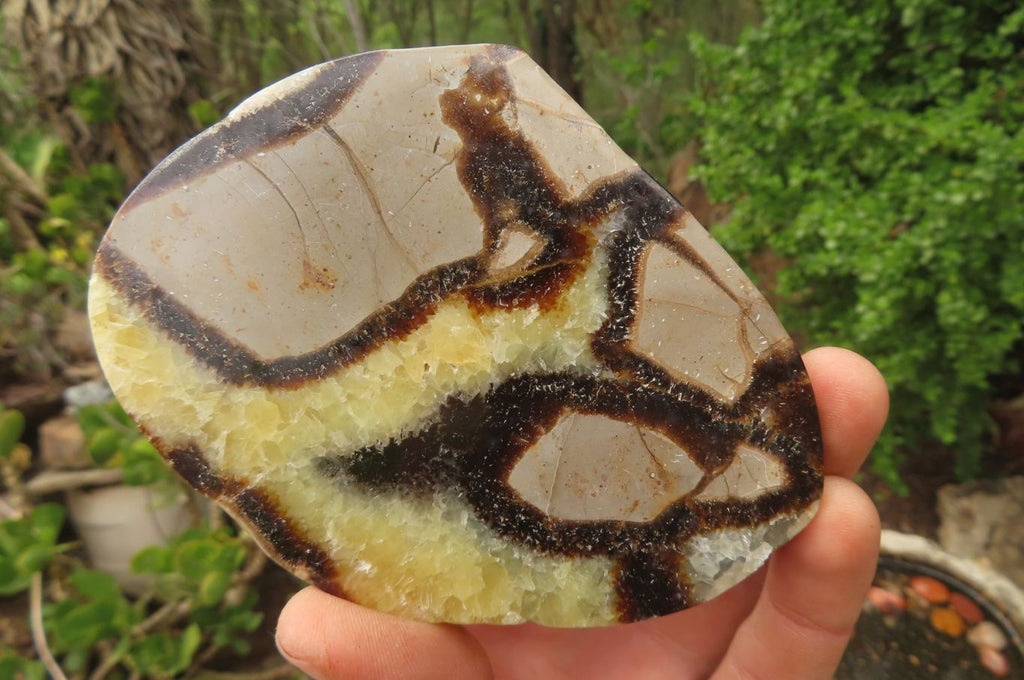 Polished Septerye Slices x 6 From Madagascar - Toprock Gemstones and Minerals 