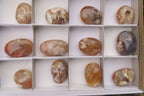Polished Flower Agate Palm Stones x 12 From Madagascar - Toprock Gemstones and Minerals 