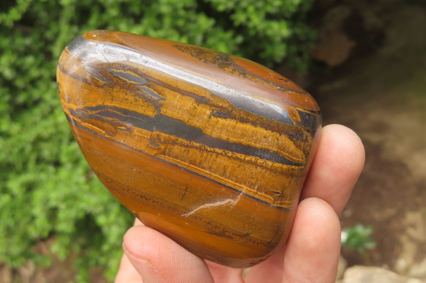 Polished Tiger's Eye Free Forms x 6 From Prieska, South Africa - Toprock Gemstones and Minerals 