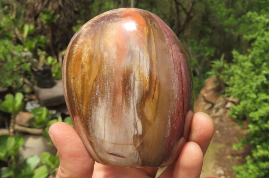 Polished Red Podocarpus Petrified Wood Standing Free Forms x 3 From Madagascar - Toprock Gemstones and Minerals 