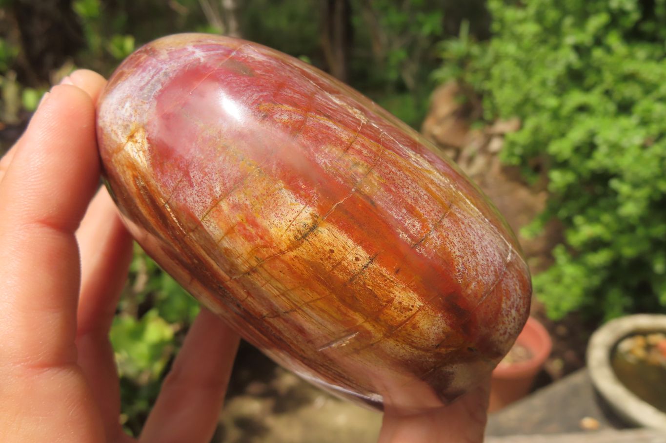 Polished Red Podocarpus Petrified Wood Standing Free Forms x 3 From Madagascar - Toprock Gemstones and Minerals 