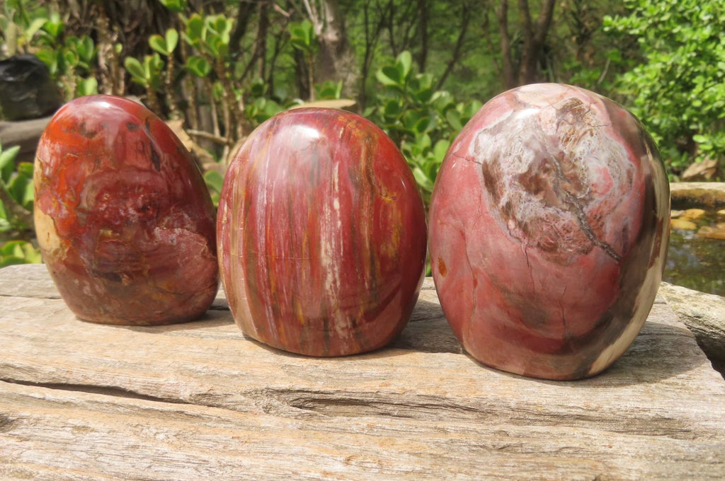 Polished Red Podocarpus Petrified Wood Standing Free Forms x 3 From Madagascar - Toprock Gemstones and Minerals 