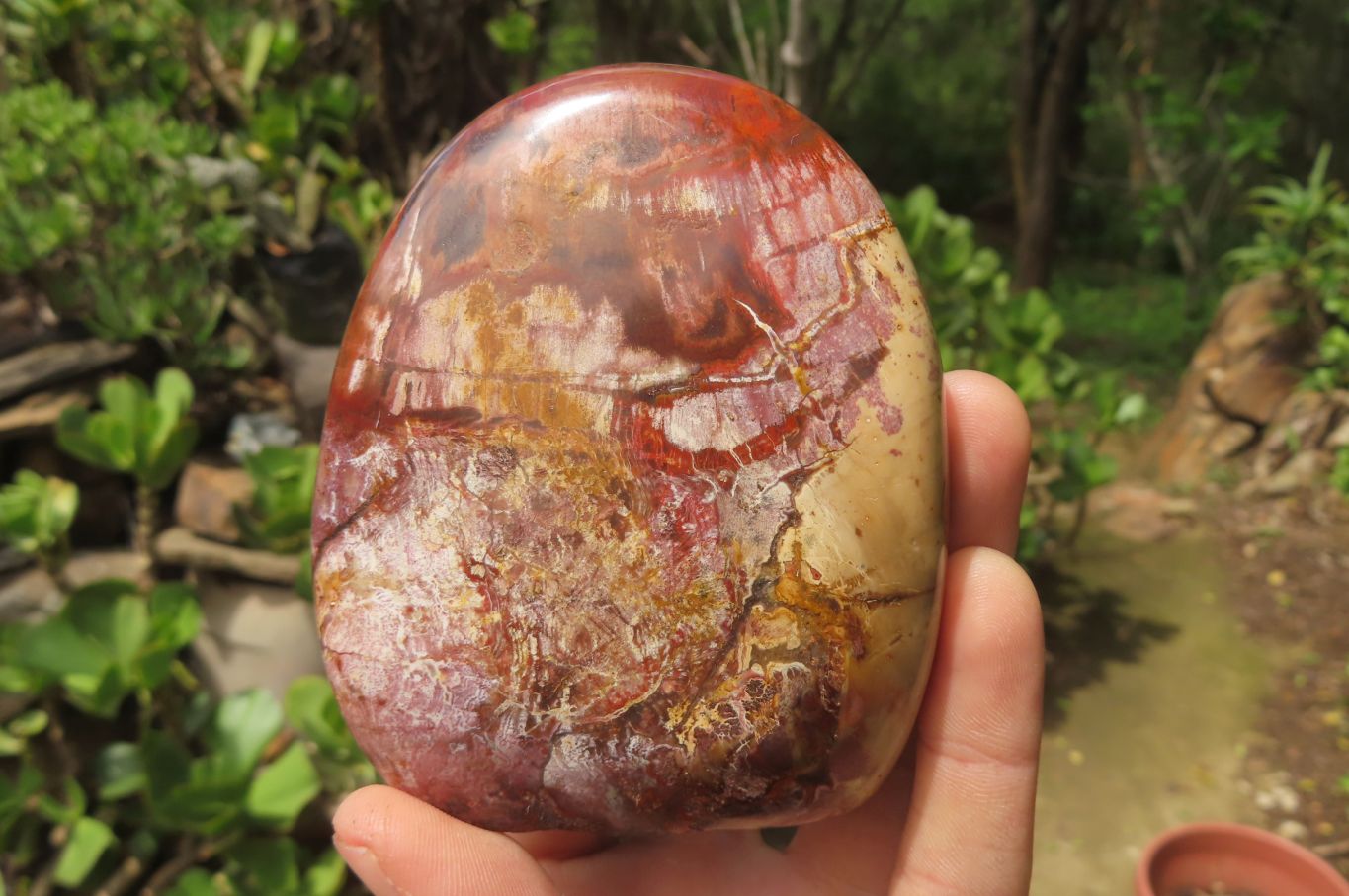Polished Red Podocarpus Petrified Wood Standing Free Forms x 3 From Madagascar - Toprock Gemstones and Minerals 