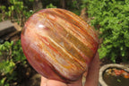 Polished Red Podocarpus Petrified Wood Standing Free Forms x 3 From Madagascar - Toprock Gemstones and Minerals 