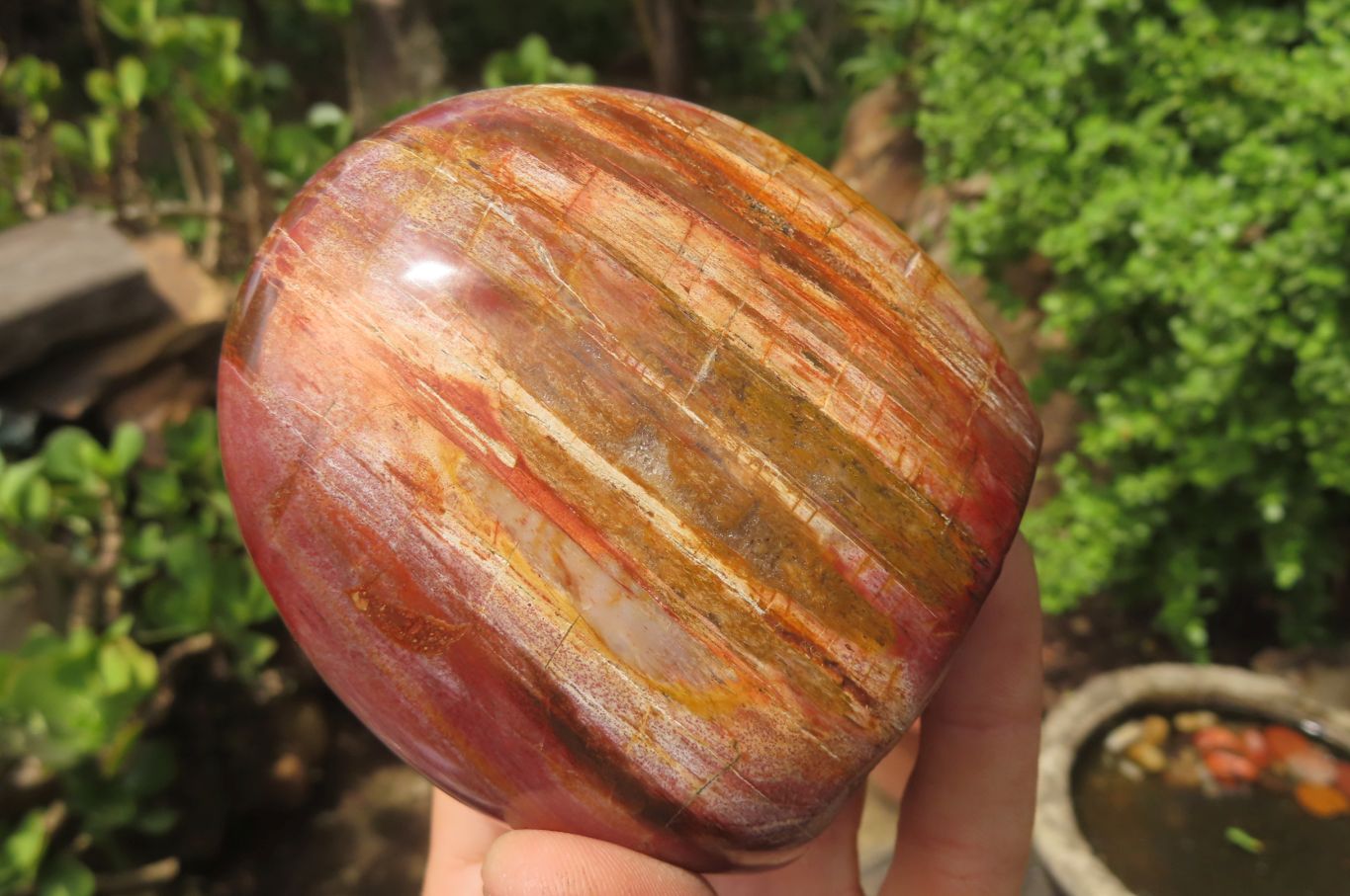 Polished Red Podocarpus Petrified Wood Standing Free Forms x 3 From Madagascar - Toprock Gemstones and Minerals 