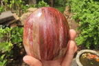 Polished Red Podocarpus Petrified Wood Standing Free Forms x 3 From Madagascar - Toprock Gemstones and Minerals 