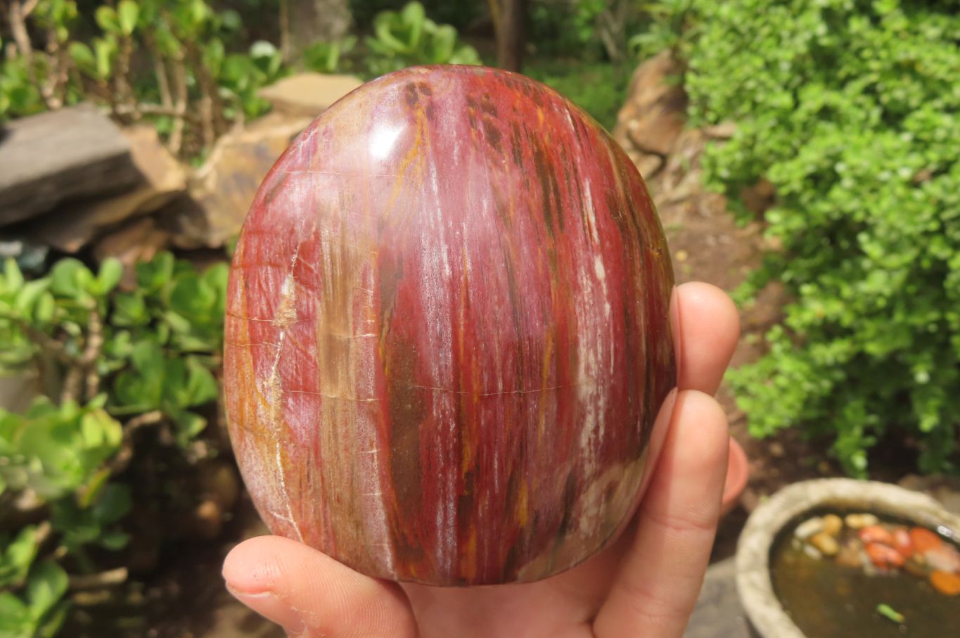 Polished Red Podocarpus Petrified Wood Standing Free Forms x 3 From Madagascar - Toprock Gemstones and Minerals 