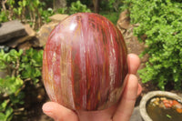Polished Red Podocarpus Petrified Wood Standing Free Forms x 3 From Madagascar - Toprock Gemstones and Minerals 