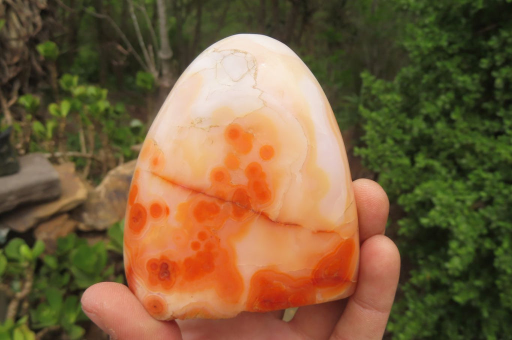Polished Carnelian Standing Free Forms x 4 From Madagascar - Toprock Gemstones and Minerals 