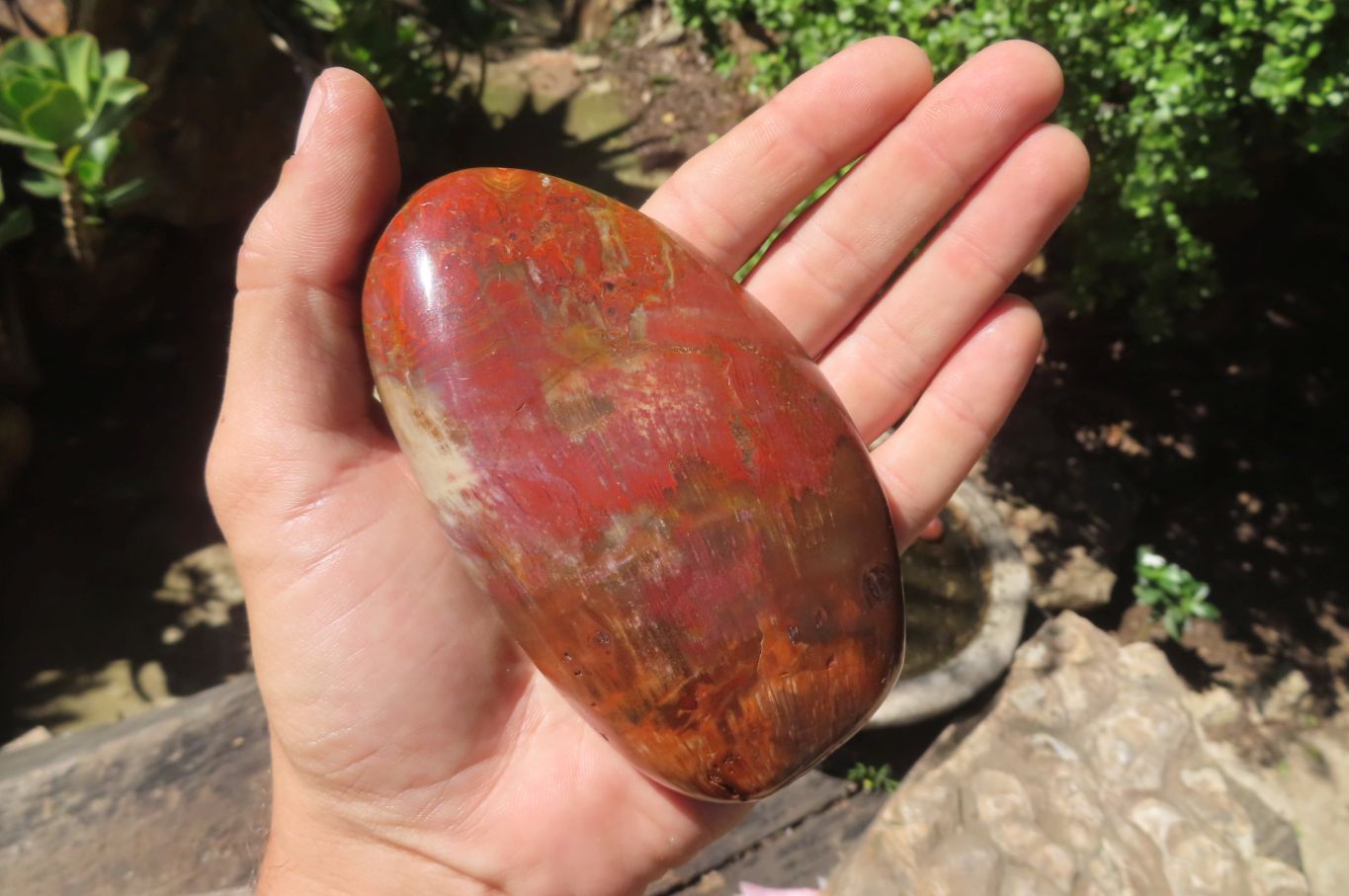 Polished Red Podocarpus Petrified Wood Standing Free Forms x 3 From Madagascar - Toprock Gemstones and Minerals 