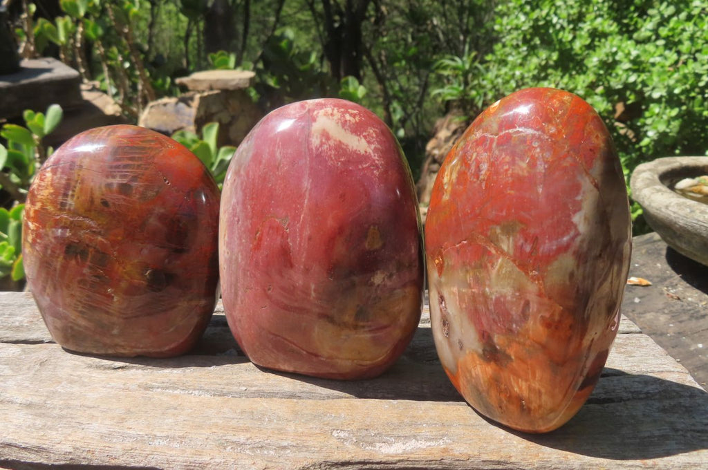 Polished Red Podocarpus Petrified Wood Standing Free Forms x 3 From Madagascar - Toprock Gemstones and Minerals 