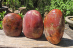 Polished Red Podocarpus Petrified Wood Standing Free Forms x 3 From Madagascar - Toprock Gemstones and Minerals 