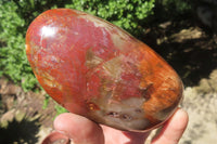 Polished Red Podocarpus Petrified Wood Standing Free Forms x 3 From Madagascar - Toprock Gemstones and Minerals 
