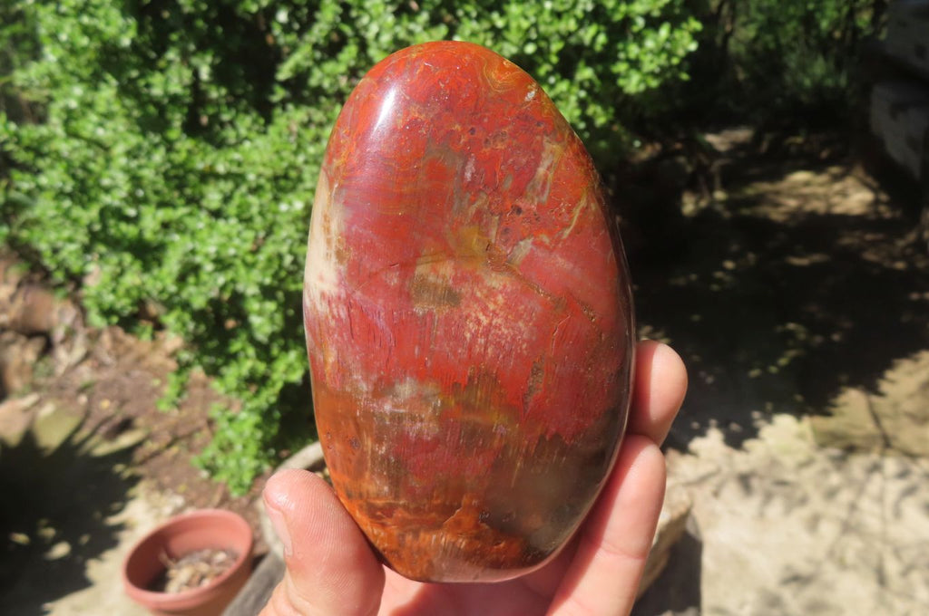 Polished Red Podocarpus Petrified Wood Standing Free Forms x 3 From Madagascar - Toprock Gemstones and Minerals 