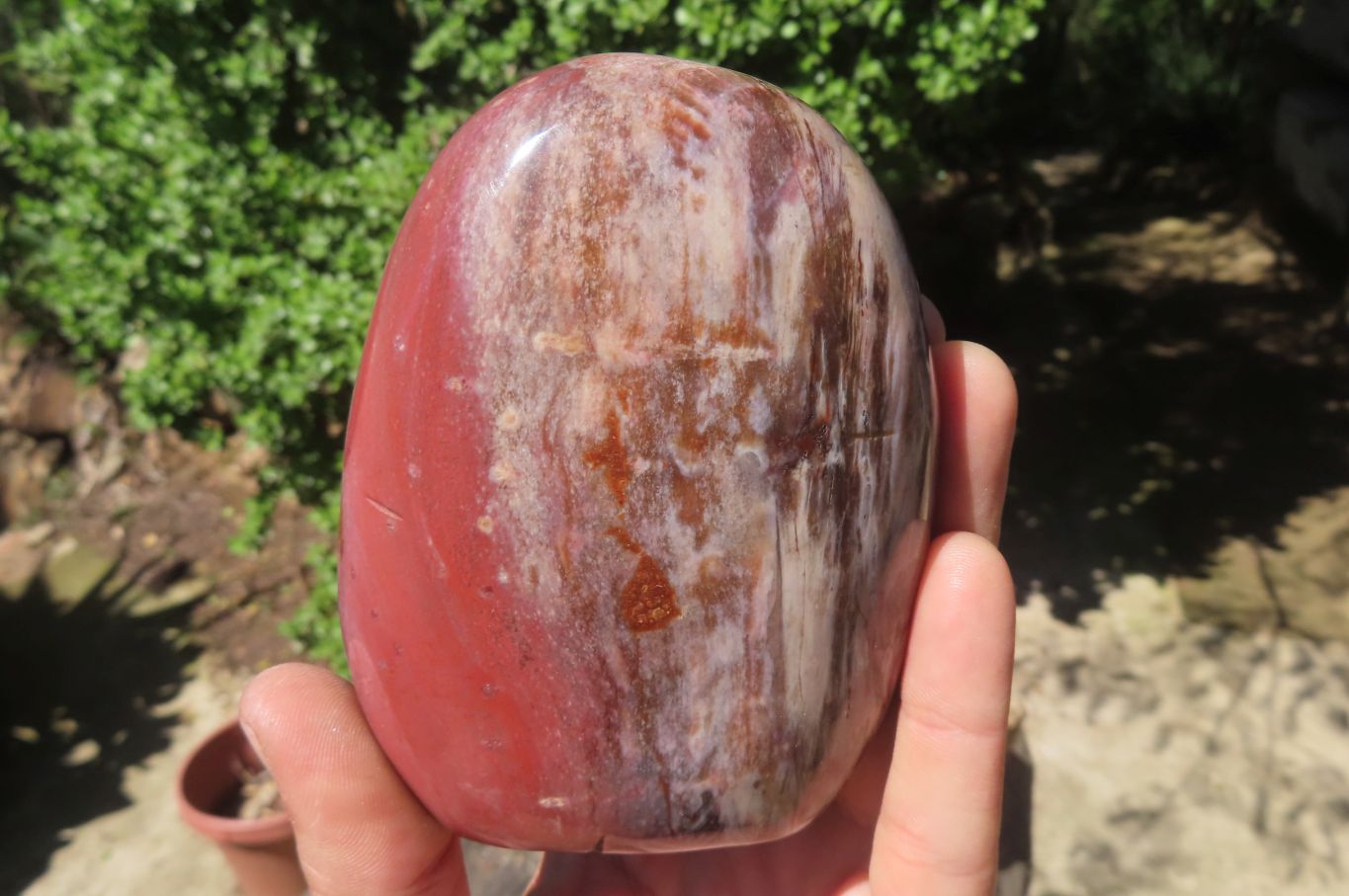 Polished Red Podocarpus Petrified Wood Standing Free Forms x 3 From Madagascar - Toprock Gemstones and Minerals 