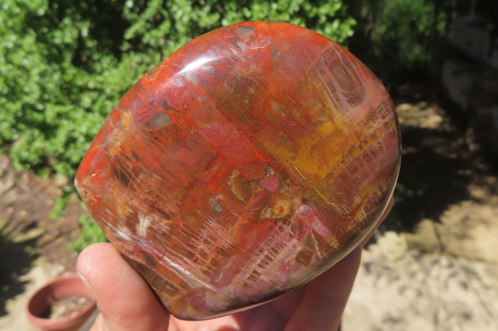 Polished Red Podocarpus Petrified Wood Standing Free Forms x 3 From Madagascar - Toprock Gemstones and Minerals 