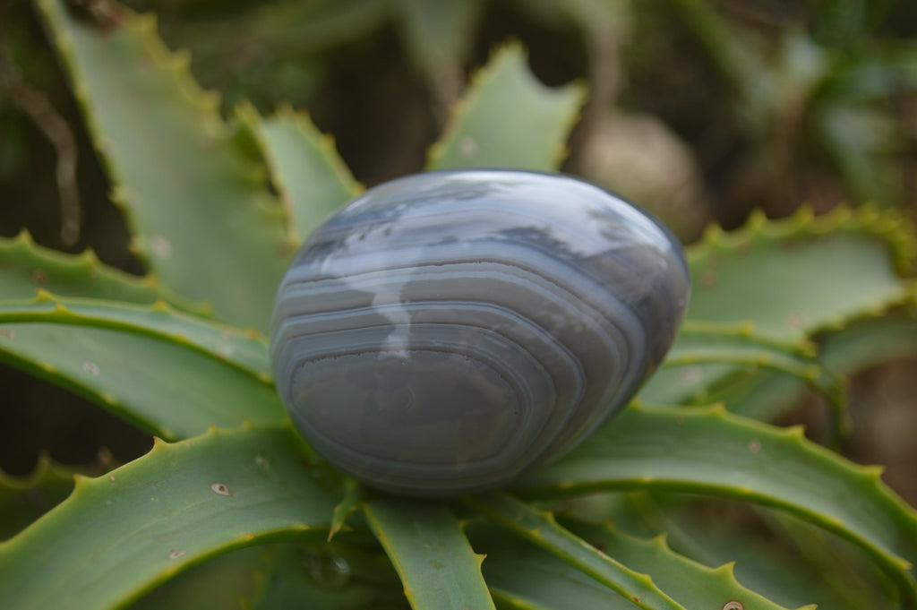 Polished Large Banded Agate Eggs - Sold Per Item - From Madagascar - Toprock Gemstones and Minerals 
