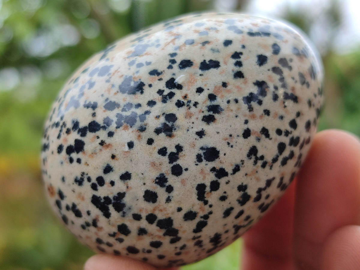 Polished Dalmatian Jasper Gemstone Eggs - Sold Per Item - From Chihuahua Mexico - Toprock Gemstones and Minerals 