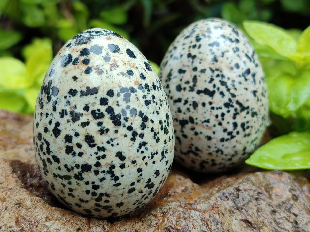 Polished Dalmatian Jasper Gemstone Eggs - Sold Per Item - From Chihuahua Mexico - Toprock Gemstones and Minerals 