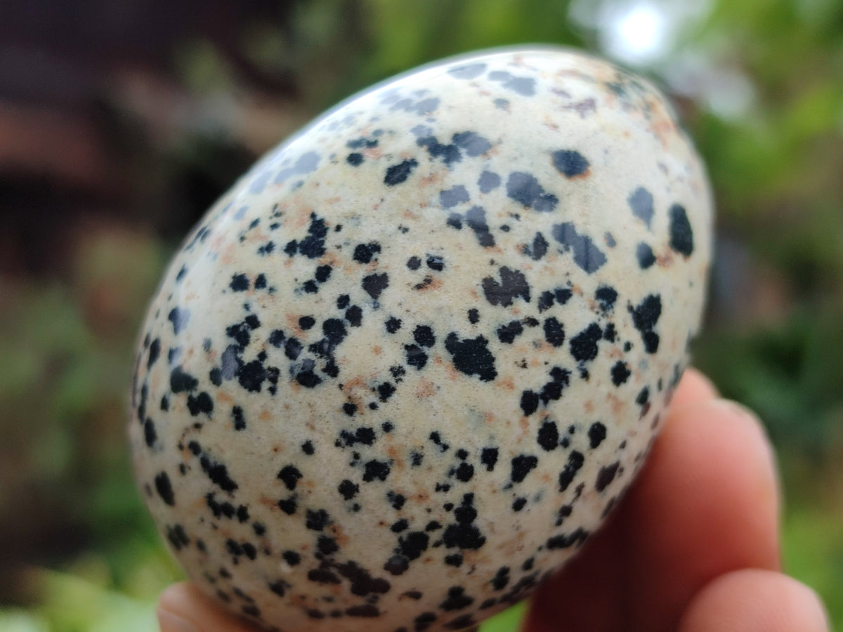 Polished Dalmatian Jasper Gemstone Eggs - Sold Per Item - From Chihuahua Mexico - Toprock Gemstones and Minerals 