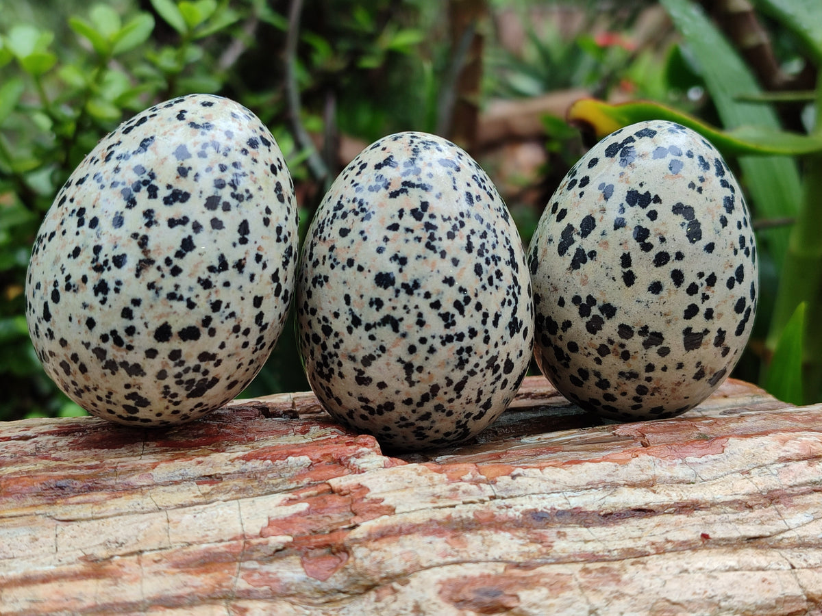 Polished Dalmatian Jasper Gemstone Eggs - Sold Per Item - From Chihuahua Mexico - Toprock Gemstones and Minerals 
