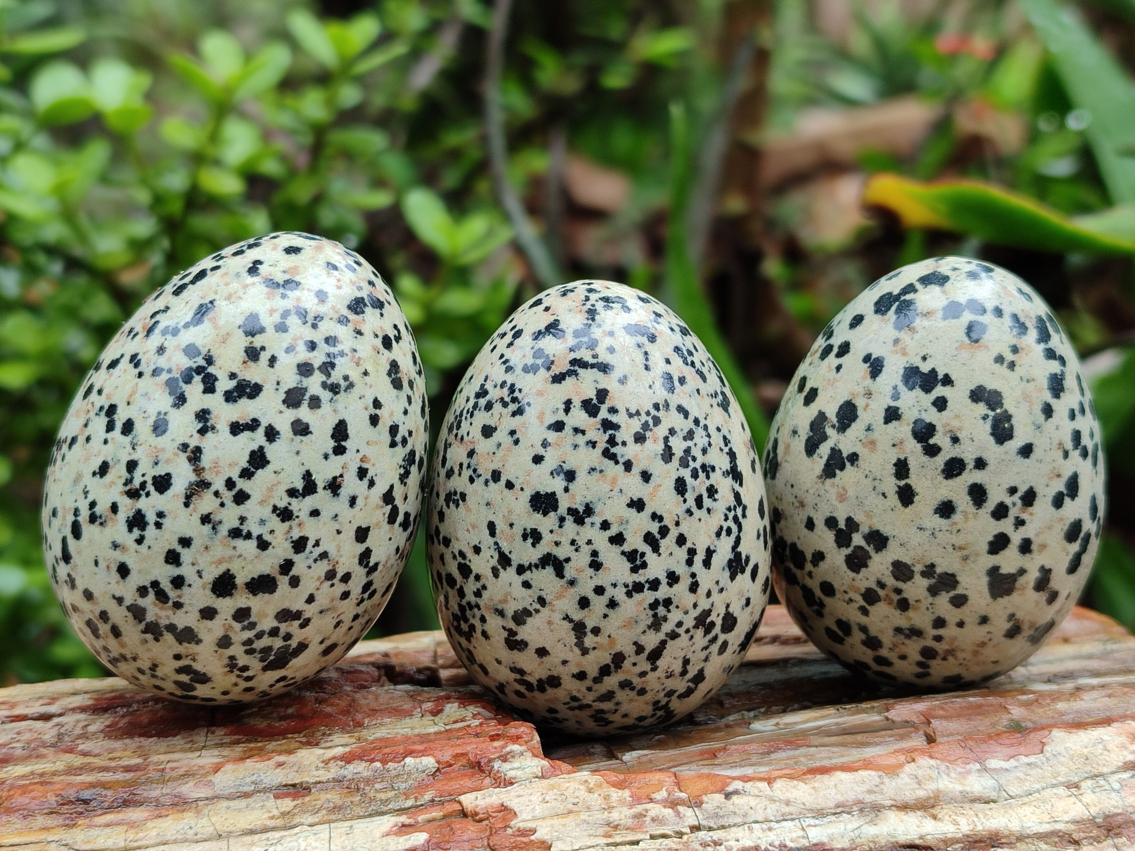 Polished Dalmatian Jasper Gemstone Eggs - Sold Per Item - From Chihuahua Mexico - Toprock Gemstones and Minerals 
