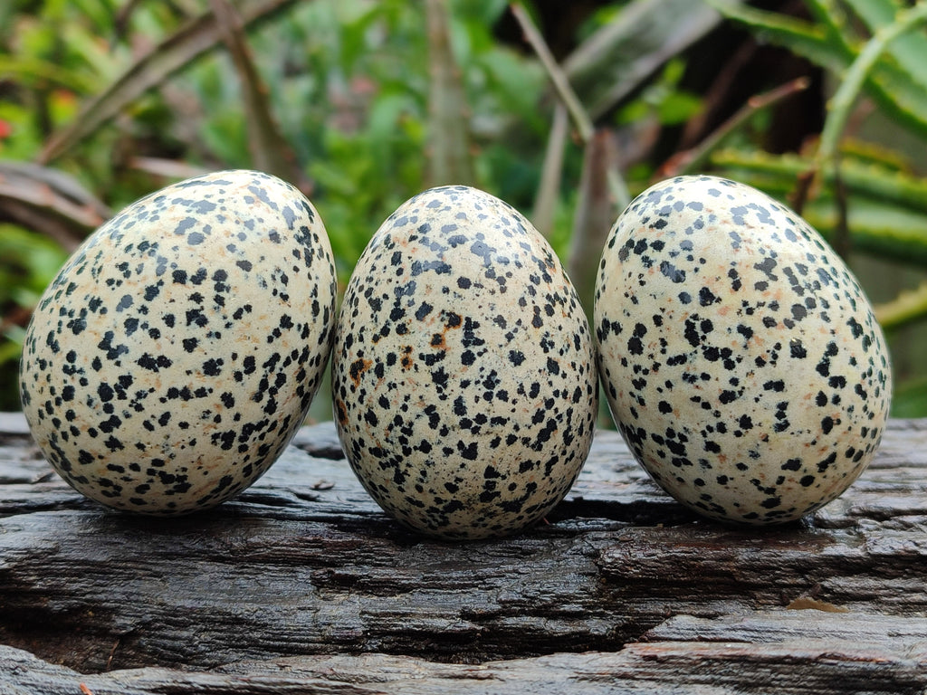 Polished Dalmatian Jasper Gemstone Eggs - Sold Per Item - From Chihuahua Mexico - Toprock Gemstones and Minerals 