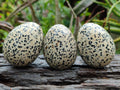 Polished Dalmatian Jasper Gemstone Eggs - Sold Per Item - From Chihuahua Mexico - Toprock Gemstones and Minerals 