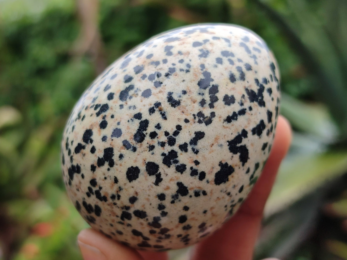 Polished Dalmatian Jasper Gemstone Eggs - Sold Per Item - From Chihuahua Mexico - Toprock Gemstones and Minerals 
