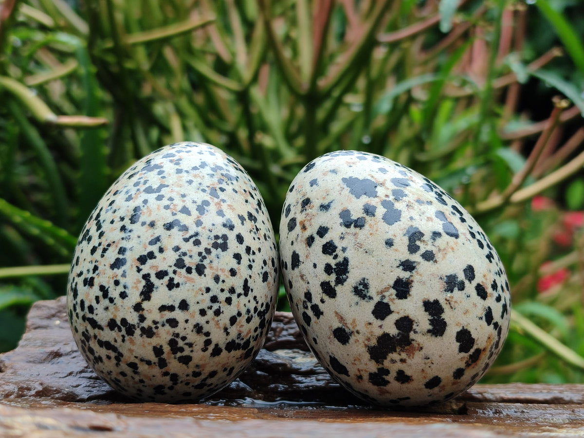 Polished Dalmatian Jasper Gemstone Eggs - Sold Per Item - From Chihuahua Mexico - Toprock Gemstones and Minerals 