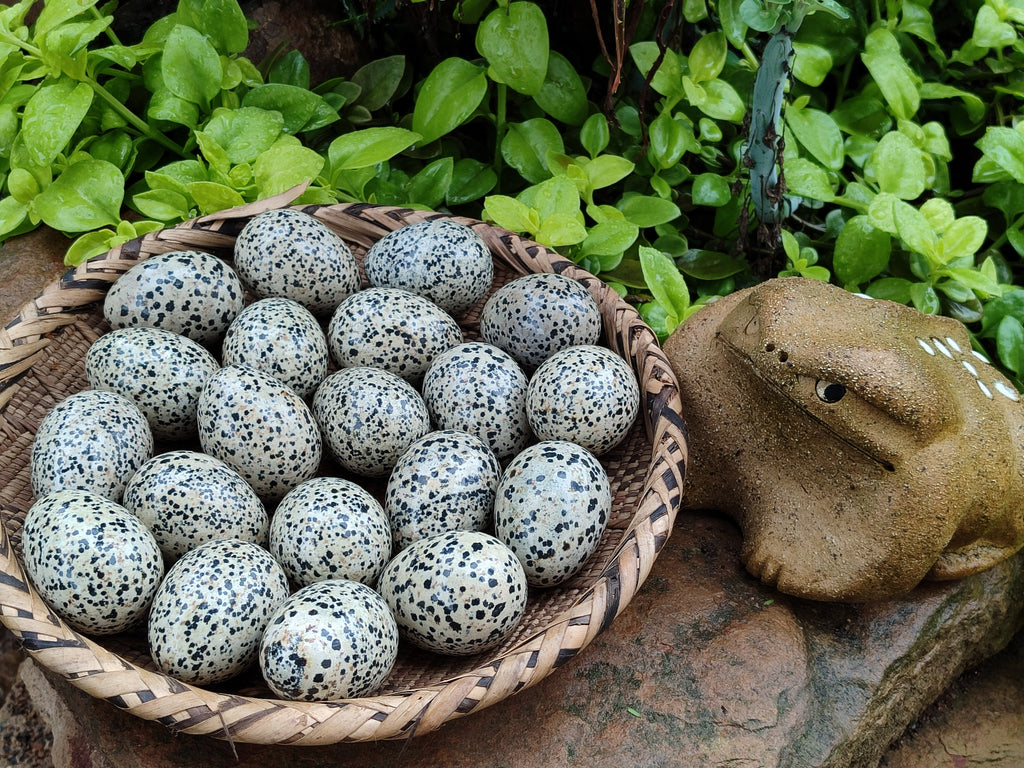 Polished Dalmatian Jasper Gemstone Eggs - Sold Per Item - From Chihuahua Mexico - Toprock Gemstones and Minerals 