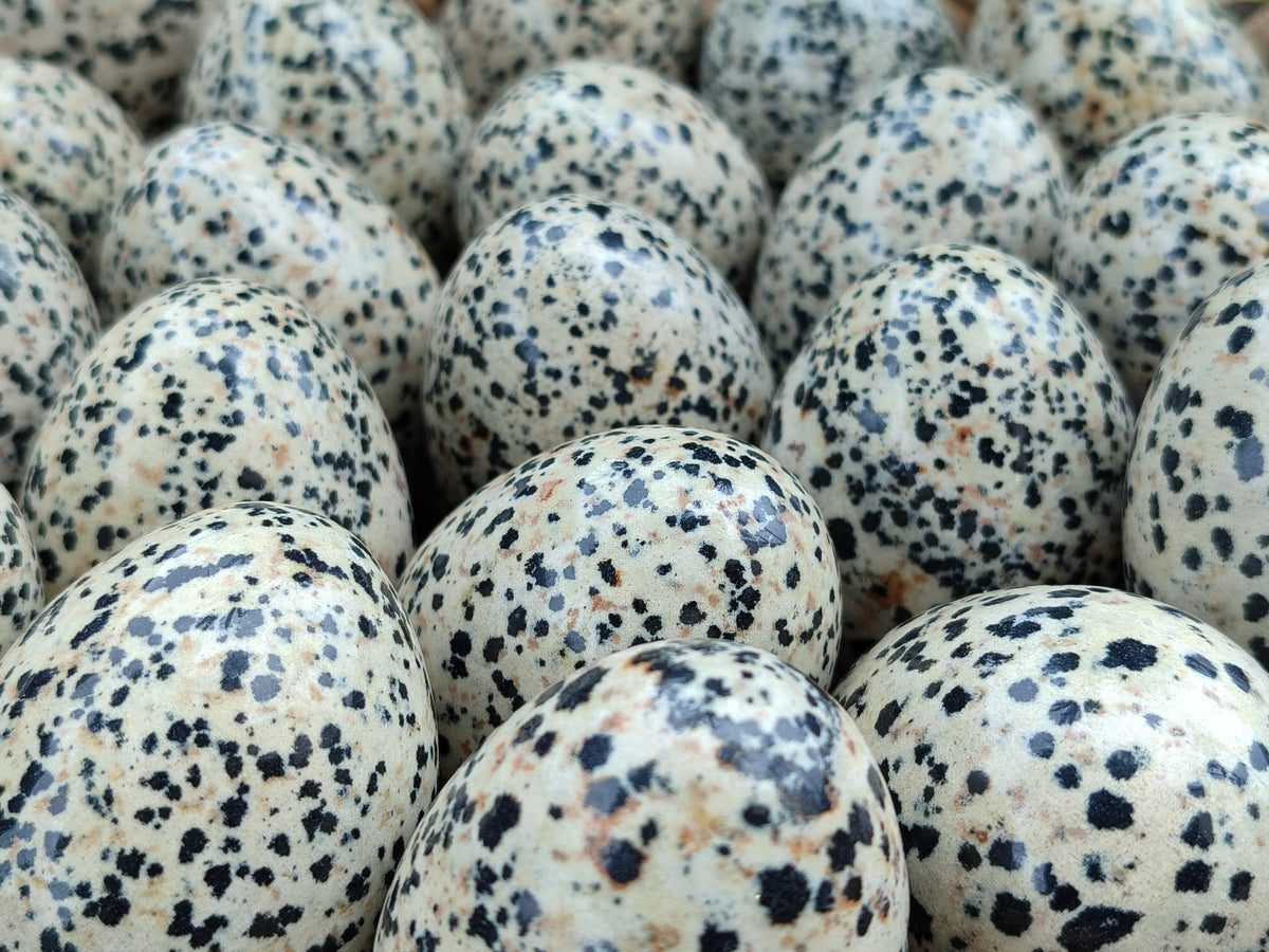 Polished Dalmatian Jasper Gemstone Eggs - Sold Per Item - From Chihuahua Mexico - Toprock Gemstones and Minerals 