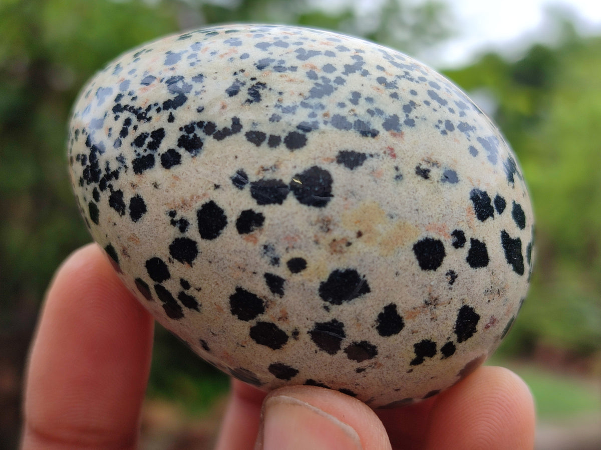 Polished Dalmatian Jasper Gemstone Eggs - Sold Per Item - From Chihuahua Mexico - Toprock Gemstones and Minerals 