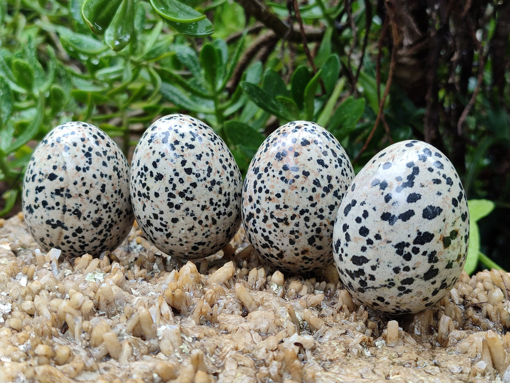 Polished Dalmatian Jasper Gemstone Eggs - Sold Per Item - From Chihuahua Mexico - Toprock Gemstones and Minerals 