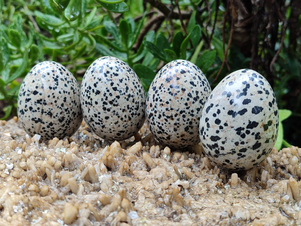 Polished Dalmatian Jasper Gemstone Eggs - Sold Per Item - From Chihuahua Mexico - Toprock Gemstones and Minerals 