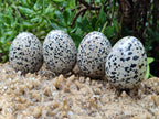 Polished Dalmatian Jasper Gemstone Eggs - Sold Per Item - From Chihuahua Mexico - Toprock Gemstones and Minerals 