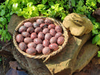 Polished Small Rhodonite Gemstone Eggs - Sold Per Item - From Zimbabwe - Toprock Gemstones and Minerals 
